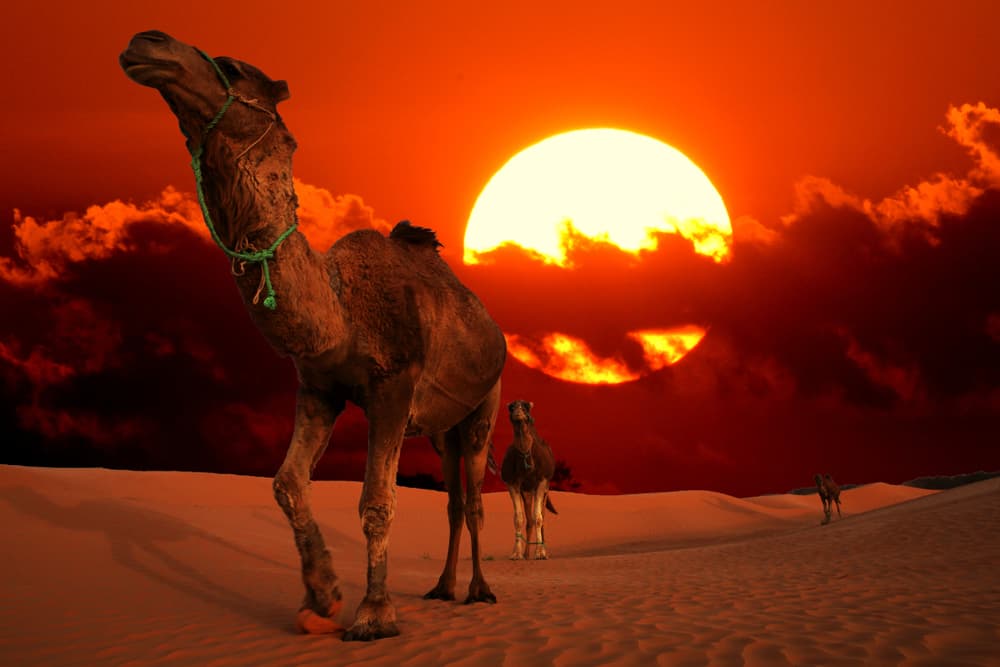 Desert dunes at sunset
